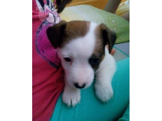 Kαλή τιμή!!!.Πουλάω όμορφα κουτάβια ράτσα JACK RUSSEL TERRIER - Τζακ Ράσελ Τεριέ - 300 eur...